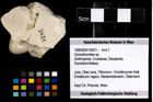 Foto (Objekt + Etiketten) von Goniodromites sp. 